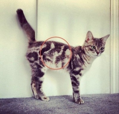 Cмешное из жизни животных. Фото и видео из интернета. - x6fweQGldZI.jpg