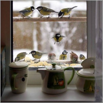 Cмешное из жизни животных. Фото и видео из интернета. - KlpJ591MyV4.jpg