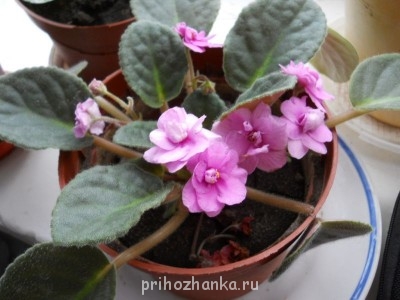 Мои комнатные растения. - DSCN2442.JPG