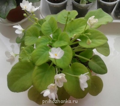 Мои комнатные растения. - 2014-02-02 11.58.28-2.jpg