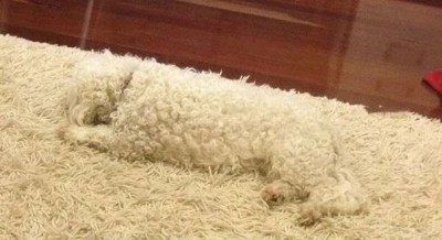 Cмешное из жизни животных. Фото и видео из интернета. - o7IIQH3LAlw.jpg