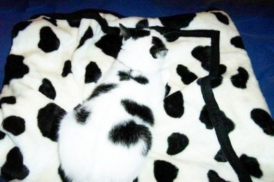 Cмешное из жизни животных. Фото и видео из интернета. - wP4FrF69wRY.jpg