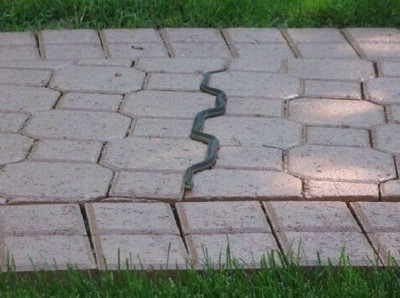 Cмешное из жизни животных. Фото и видео из интернета. - xJw8VS2i5RA.jpg