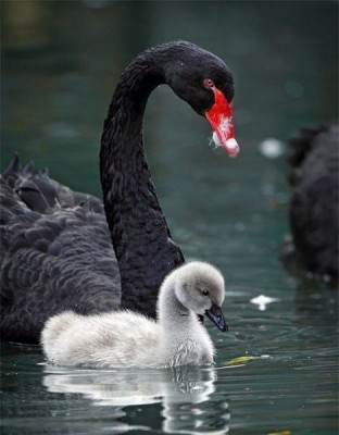 Cмешное из жизни животных. Фото и видео из интернета. - 1dsB3jTLkUk.jpg