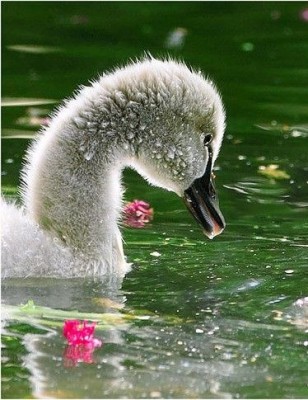 Cмешное из жизни животных. Фото и видео из интернета. - APy9Cnz15ow.jpg