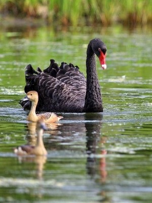 Cмешное из жизни животных. Фото и видео из интернета. - bm-rw-_oBPE.jpg