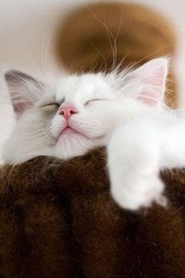 Cмешное из жизни животных. Фото и видео из интернета. - 8vvpL_l64uE.jpg