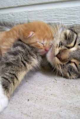 Cмешное из жизни животных. Фото и видео из интернета. - SADRIZbchSw.jpg