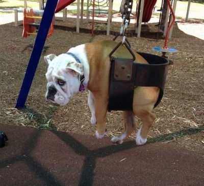 Cмешное из жизни животных. Фото и видео из интернета. - naq-PPOyb4U.jpg