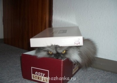 Cмешное из жизни животных. Фото и видео из интернета. - IiI7E3Ifl6I.jpg