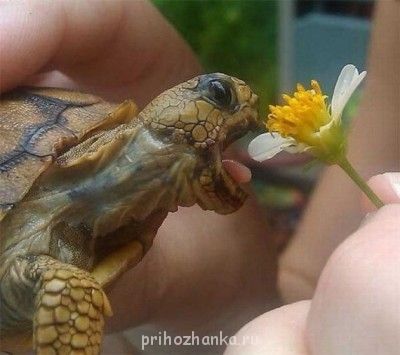 Cмешное из жизни животных. Фото и видео из интернета. - cGInEE7J6tg.jpg