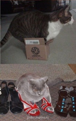 Cмешное из жизни животных. Фото и видео из интернета. - Jw_LndqerGY.jpg