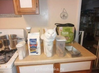 Cмешное из жизни животных. Фото и видео из интернета. - KbFLU5j1s7M.jpg