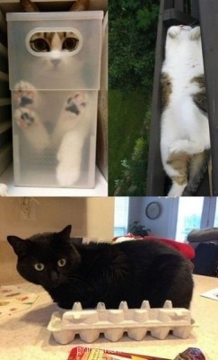 Cмешное из жизни животных. Фото и видео из интернета. - qu72GMMfCWA.jpg