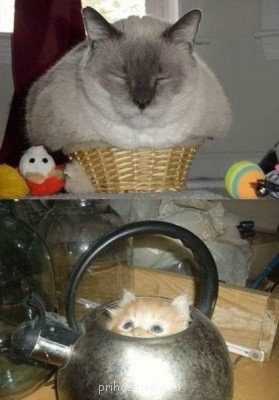 Cмешное из жизни животных. Фото и видео из интернета. - xyqnTkky7z0.jpg