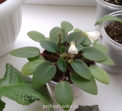 Вот такая фиалочка мини, а на вид прям как подснежник - веснаааа ))))