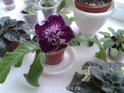 Чуть поближе стрептокарпус Mamba №6