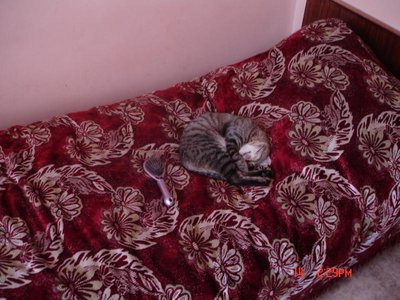 Кого из животных вы содержите? Фото приветствуется. - 010.jpg