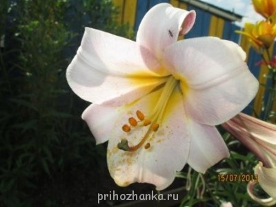 Декоративные садовые растения. - IMG_0481.jpg