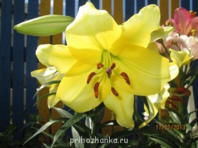 Декоративные садовые растения. - IMG_0485.jpg