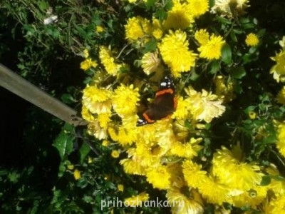 Декоративные садовые растения. - Изображение 003.jpg