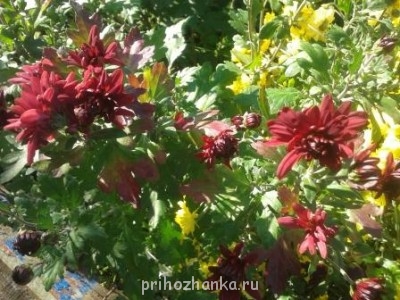 Декоративные садовые растения. - Изображение 004.jpg