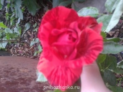 Декоративные садовые растения. - Изображение 005.jpg