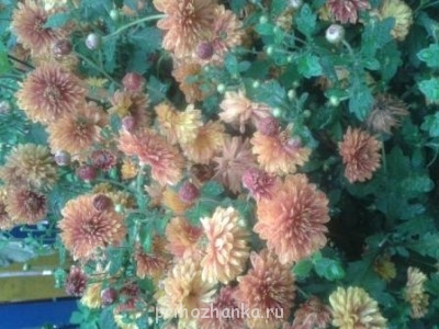 Декоративные садовые растения. - Изображение 006.jpg