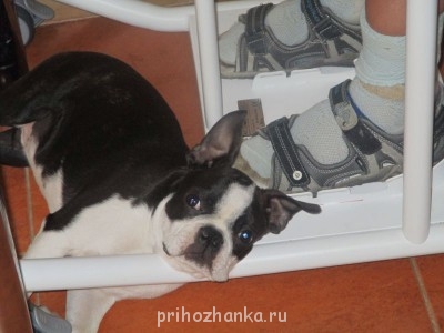 Кого из животных вы содержите? Фото приветствуется. - image.jpg