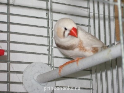 Кого из животных вы содержите? Фото приветствуется. - 3f9204cdfcc9.jpg