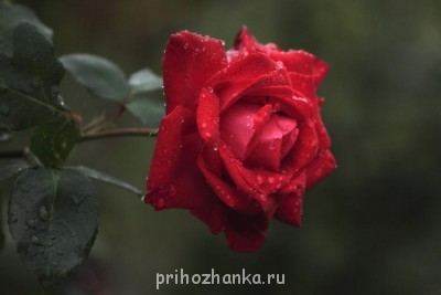 Аватарки. Наши интернет-лица - 7BUZPQCnnHM (1).jpg