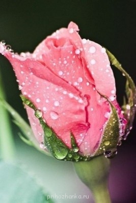 Аватарки. Наши интернет-лица - -B2AT2FCDtk.jpg