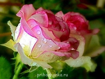 Аватарки. Наши интернет-лица - F6DRRb2KMxw.jpg