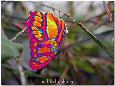 Аватарки. Наши интернет-лица - LTTDKHK2NUM.jpg