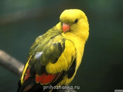 Аватарки. Наши интернет-лица - GzT7ZNaKOcg.jpg