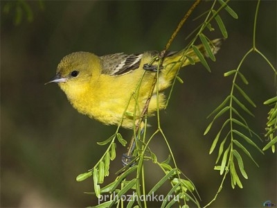 Аватарки. Наши интернет-лица - geNlvGuBplg.jpg