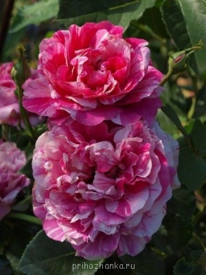 Аватарки. Наши интернет-лица - 7GQ0isZnGN0.jpg