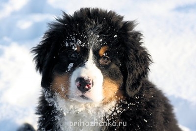 Проделки наших любимцев. Истории из жизни. - 158077_b.jpg