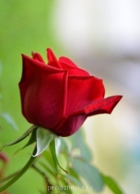 Аватарки. Наши интернет-лица - jNH9Sl-BOCY.jpg