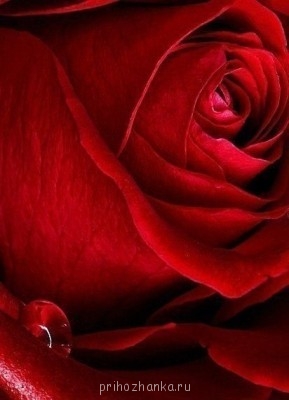 Аватарки. Наши интернет-лица - oddslcrPGGA.jpg