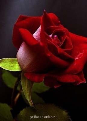 Аватарки. Наши интернет-лица - OF5oOIk3pLs.jpg