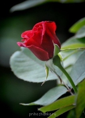 Аватарки. Наши интернет-лица - tooCHhAhCFA.jpg