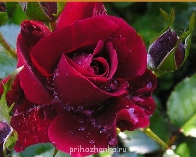 Аватарки. Наши интернет-лица - lEypj8b4gJ8.jpg