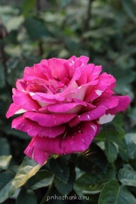 Аватарки. Наши интернет-лица - dPHxFaQF8yI.jpg