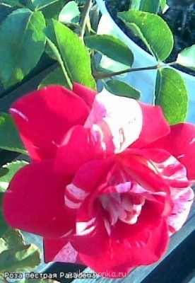 Аватарки. Наши интернет-лица - IL2u7D5yuVU.jpg