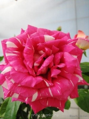 Аватарки. Наши интернет-лица - QO95g_KcqDc.jpg