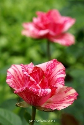 Аватарки. Наши интернет-лица - xGGVe-4Nr5Q.jpg