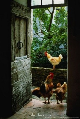 Аватарки. Наши интернет-лица - l9z-hccrDnc.jpg