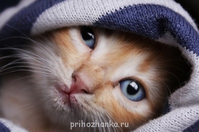 Аватарки. Наши интернет-лица - image.jpg