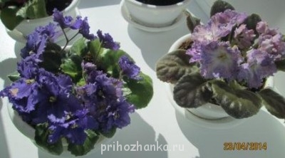 Мои комнатные растения. - IMG_0011.jpg